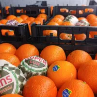 پرتقال نارنگی ژاپنی محلی