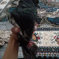 سلام|پرنده|بهمن صغاد, |دیوار