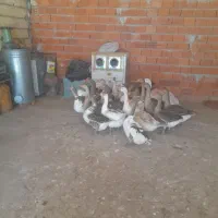 غاز  معلی  ۲۰عدد  و زنشون  ۴ کیلو تا۵کیلو  میباشن|حیوانات مزرعه|مریوان, |دیوار