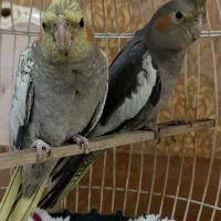 عروس هلندی نر و ماده