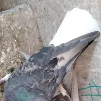 کبوتر تخت دم سفید|پرنده|نجفآباد, کشاورز|دیوار