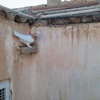 طوقی نر زرد موش پا کاکلی