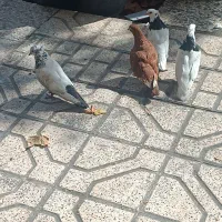 کفتر پرشی