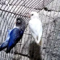 طوطی برزیلی رنگش خاص