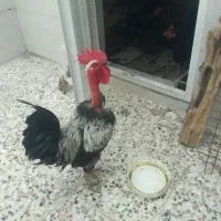 فروش خروس