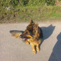 ژرمن شو ۱ ساله|سگ|بندر انزلی, لیچارگی حسن رود|دیوار