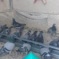 فروش ۳۰ عدد کبوتر پلاکی
