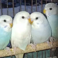 مرغ عشق