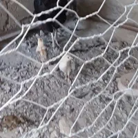 فروش مرغ لاری همراه با جوجه لاری