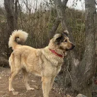 سگ سرابی|سگ|رشت, معلم|دیوار