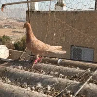 کبوتر شهرستانی