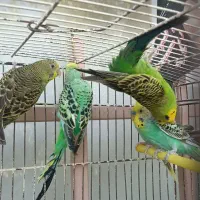پنج تا مرغ عشق جوان و آماده به کار|پرنده|داران, |دیوار