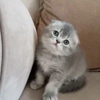 اسکاتیش سیلور