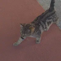 سرپرستی حیوان خانگی|گربه|اردبیل, |دیوار