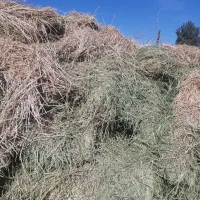 بیده دست پیچ ماهان