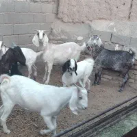 بز پاکستانی