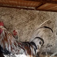 فروش خروس گلین اصل|حیوانات مزرعه|ابریشم, |دیوار