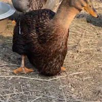 اردک روئن و کایوگا بیگ سایز و مسکویی طوسی دودی|حیوانات مزرعه|قائم‌شهر, |دیوار