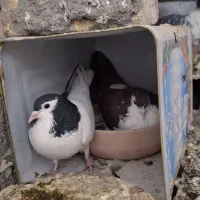 کبوتر جفتگاه چپ سینه ساده کلاق دم|پرنده|مشهد, حضرت حجت|دیوار