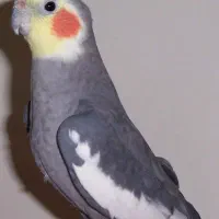 عروس هلندی گم‌شده