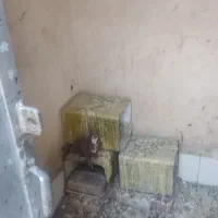 فروش ۱۱ کبوتر مجموعه کامل|پرنده|کرمان, |دیوار