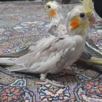 جوجه عروس هلندی