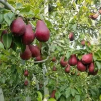 آنجو  درخت گلابی قرمز ،نهال گلخانه نهالستان درمشهد|خدمات باغبانی و درختکاری|مشهد, خواجه ربیع|دیوار