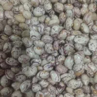 فروش لوبیا چیتی امسال