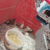 فنچجفت|پرنده|مشهد, نظام دوست|دیوار