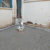 نرطوقی|پرنده|قم, ناصردیوان|دیوار