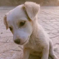 سگ مینیاتوری(نر)