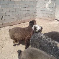 بره بره ۶تا|حیوانات مزرعه|مسجد سلیمان, |دیوار