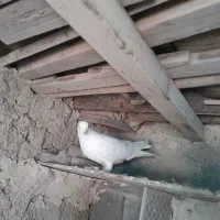 کفترتهرانی|پرنده|بروجرد, |دیوار