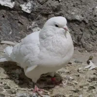 کبوتر شمرون شمرونی پرشی تهرانی