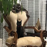 واگذاری گربه رایگان