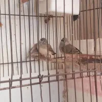 فنچ|پرنده|رشت, حافظ آباد|دیوار