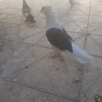 گمشده کبوتر