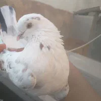 کبوتر کفتر نر شمرونی