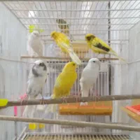 فروش انواع قناری وپرندگان زینتی دان قفس لوازم جانب