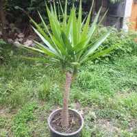 گل یوکا بنسای