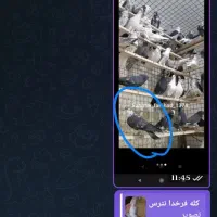 کفتر|پرنده|تهران, فلسطین (میدان انقلاب)|دیوار