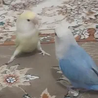 جفت کوتوله برزیلی و۲ عدد جوجه