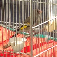 سهره نر بخون