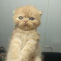 گربه