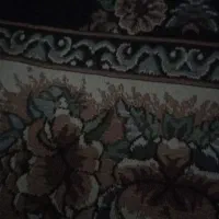 کبوتر گرفتنی شیخی ماده