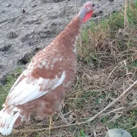 بقلمو سالم به شرت|حیوانات مزرعه|رضوانشهر, |دیوار