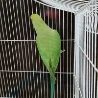 طوطی ملنگو|پرنده|چابهار, |دیوار