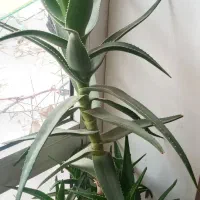 آلورا گل|گل مصنوعی|آذرشهر, |دیوار