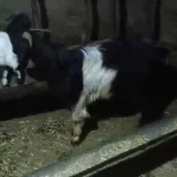 دو بز دو بزغاله|حیوانات مزرعه|مریوان, |دیوار