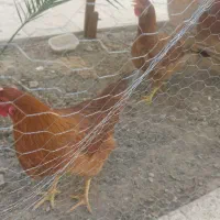 مرغ تخم گذار خانگی